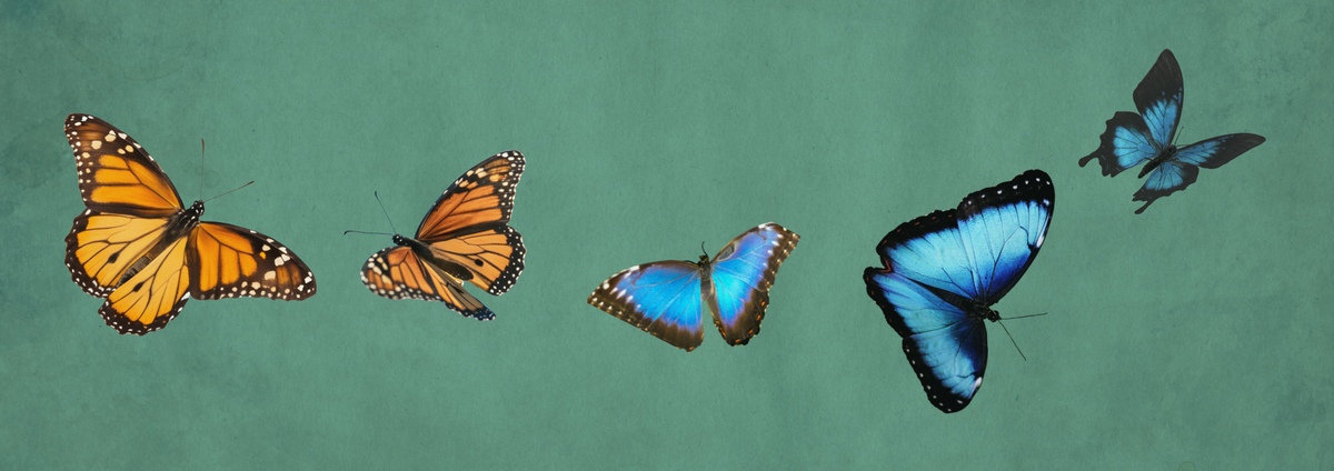 Five colorful butterflies arranged across a textured green background, including orange-and-black monarchs, a blue-and-orange morpho, a bright blue morpho, and a dark blue/black butterfly.